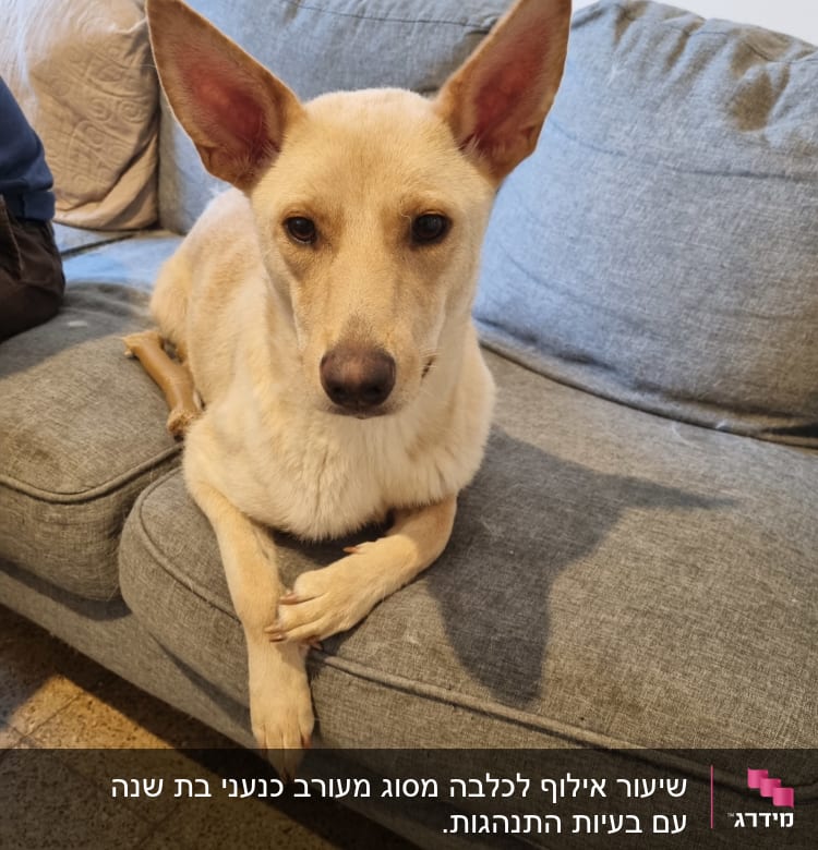 כלב יושב על ספה אפורה בבית